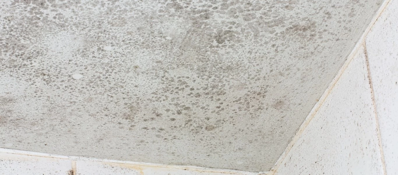 Με αυτόν τον τρόπο θα διώξετε την οσμή της μούχλας από το σπίτι σας